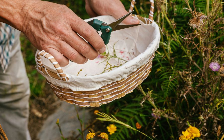 Harvest reference photo from the existing NEI HTML