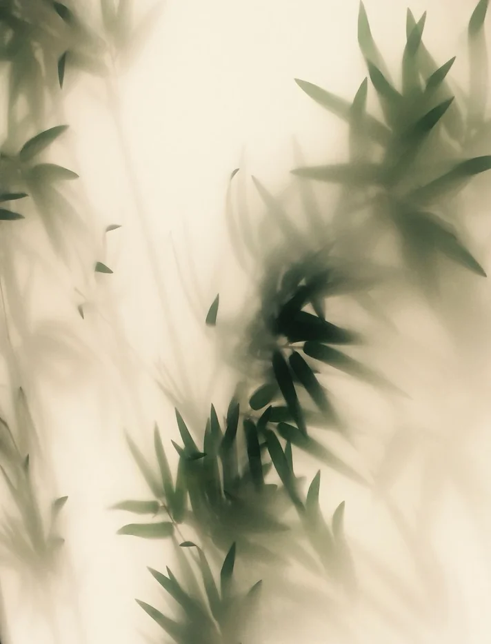 Sunlight and plant shadows in a warm interior
